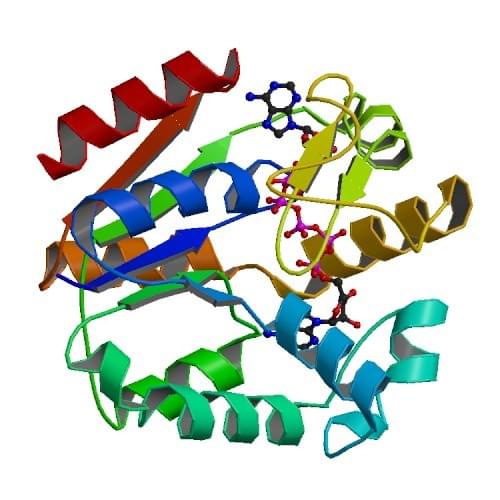 Figure: The crystal structure of wild-type adenylate kinase from E. coli, in complex with Ap5A (diadenosine pentaphosphate).